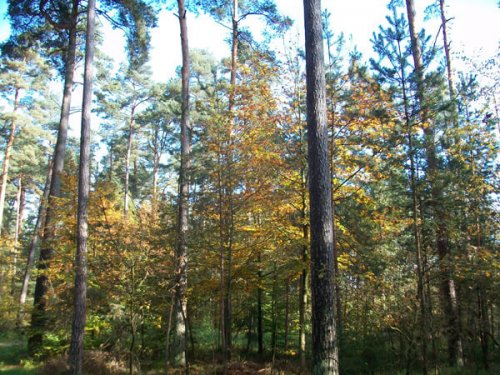 Herbst Im Veitswald