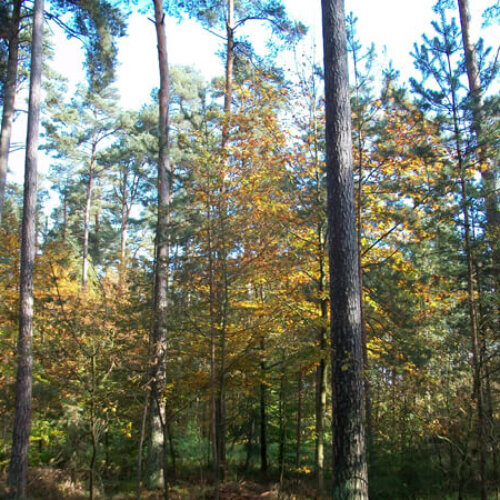 Herbst Im Veitswald