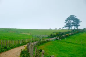 Pilgern_Champ_de_Brand_Gros_Bois_20180509_18