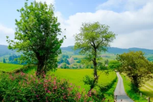 Pilgern_Champ_de_Brand_Gros_Bois_20180509_32