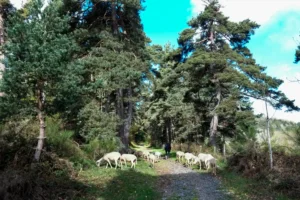 Pilgern_Monistrol_Chauzeaux_20190509_23